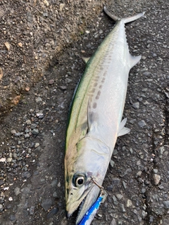 サゴシの釣果