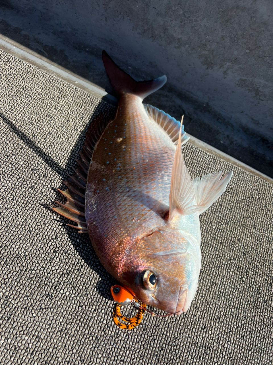 週末アングラーととさんの釣果 2枚目の画像