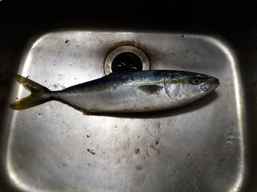 イナダの釣果