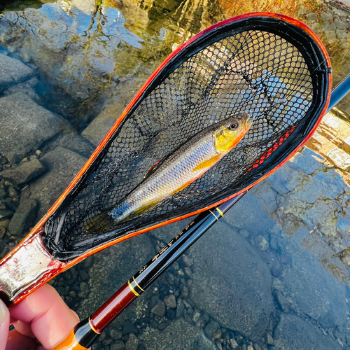 カワムツの釣果