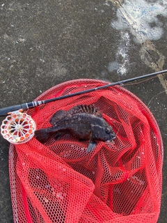 ハチガラの釣果
