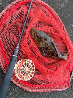 アブラコの釣果