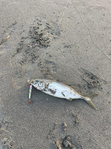 イナダの釣果