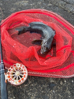 アブラコの釣果
