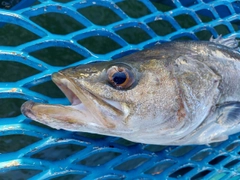 マルスズキの釣果