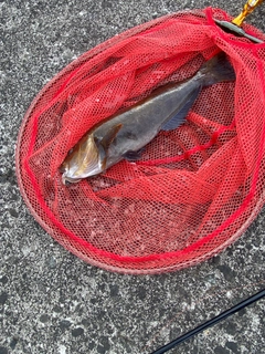 アブラコの釣果