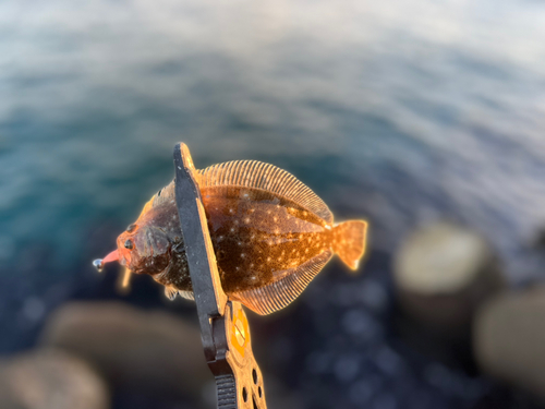 ソゲの釣果