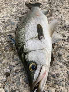 ヒラスズキの釣果