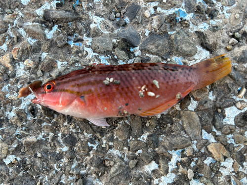 アカササノハベラの釣果