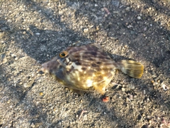 カワハギの釣果