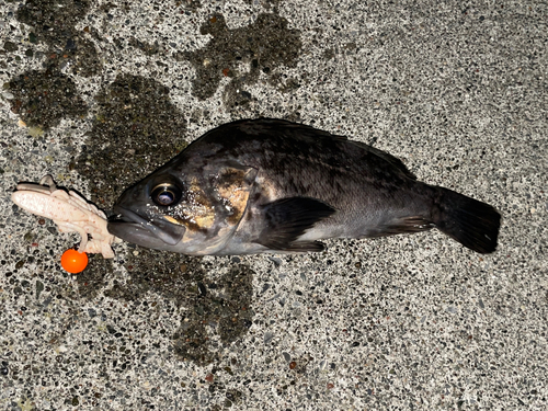 クロソイの釣果