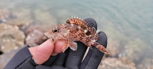 アラカブの釣果