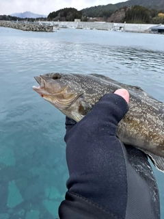 アイナメの釣果