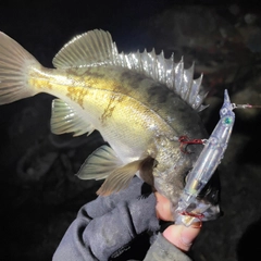 クロメバルの釣果