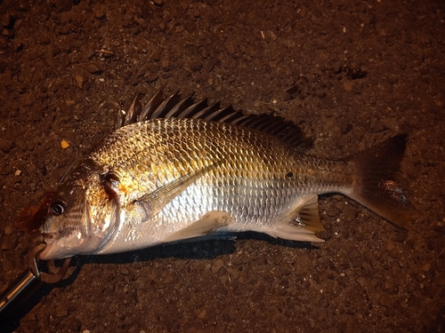 キビレの釣果