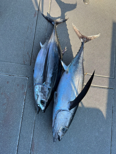 ビンチョウマグロの釣果