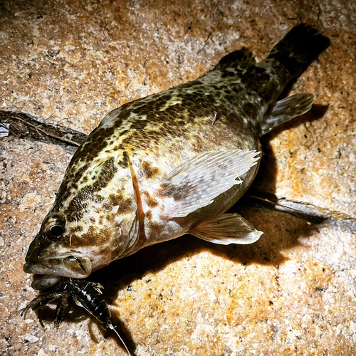 タケノコメバルの釣果