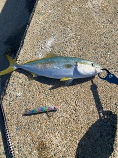 ハマチの釣果