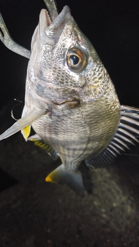 キビレの釣果