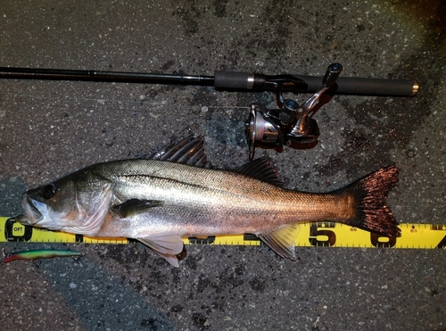 シーバスの釣果