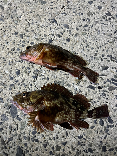 アラカブの釣果