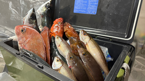 マダイの釣果