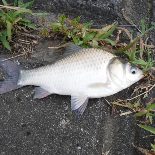 ヘラブナの釣果