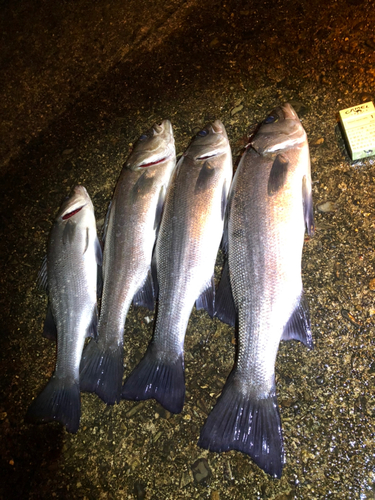 ヒラスズキの釣果