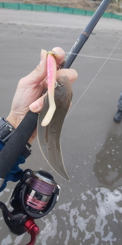 シタビラメの釣果