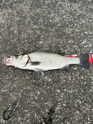 ヒラスズキの釣果