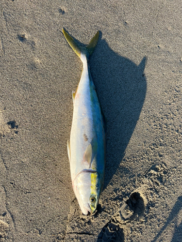 ワラサの釣果