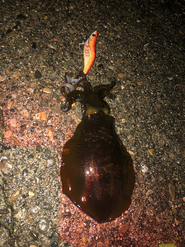 アオリイカの釣果