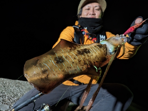 アオリイカの釣果