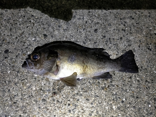 シロメバルの釣果