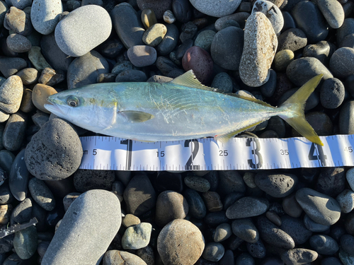 イナダの釣果