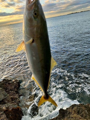 イナダの釣果