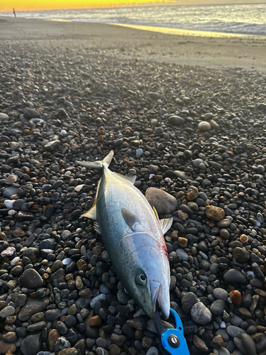 イナダの釣果