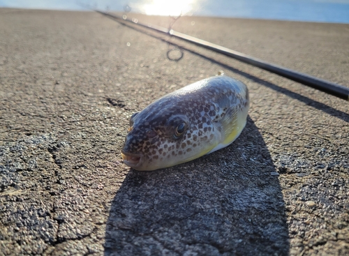 ショウサイフグの釣果