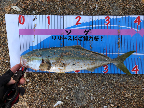 イナダの釣果