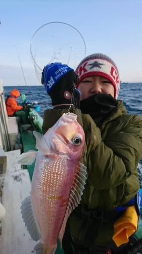 アマダイの釣果