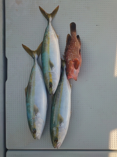 ヤズの釣果