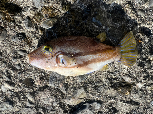 キタマクラの釣果