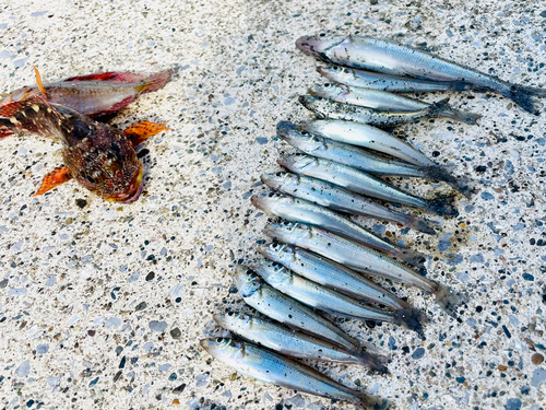 キスの釣果