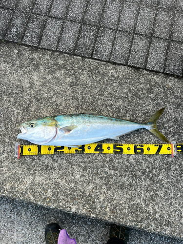 メジロの釣果