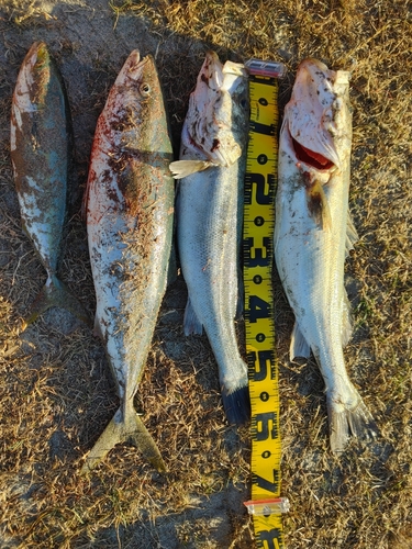 イナダの釣果