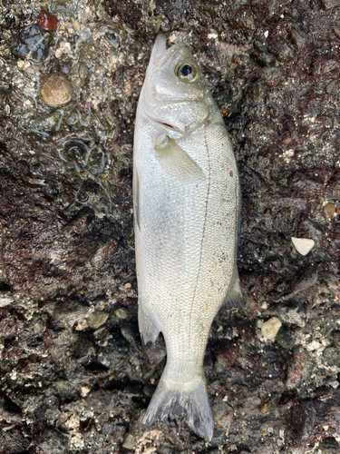 セイゴ（ヒラスズキ）の釣果