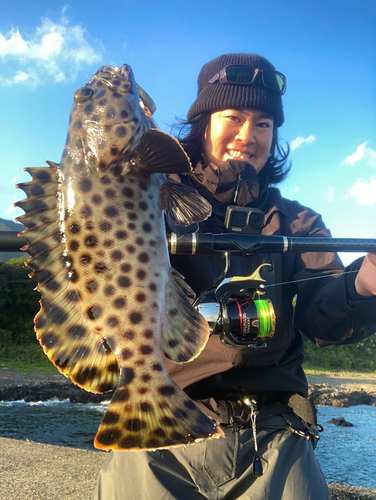 キビレハタの釣果