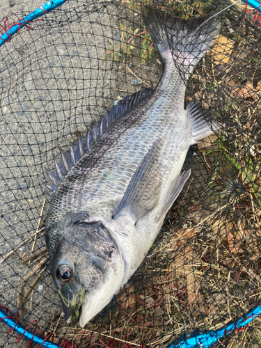 チヌの釣果