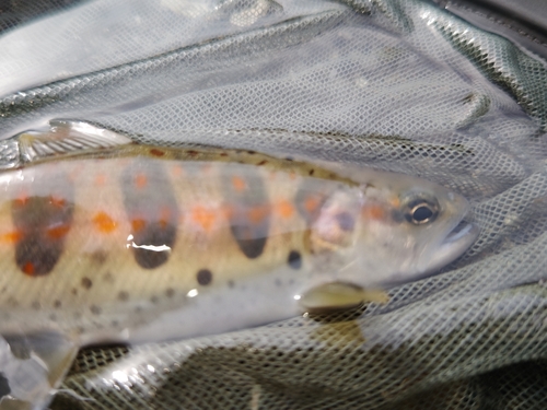 アマゴの釣果