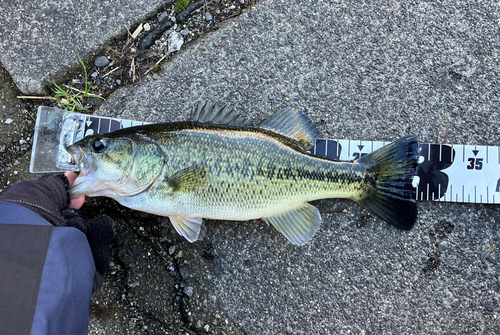 ブラックバスの釣果